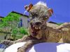Filename : hoellenhund.jpg
Filesize : 35KB
Dimensions : 450x339
Date added : May 09, 2016 hoellenhund.jpg