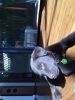 Filename : IMG_0429~0.JPG
Filesize : 468KB
Dimensions : 1536x2048
Date added : Oct 16, 2016 IMG_0429~0.JPG