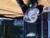 Filename : IMG_0429~1.JPG
Filesize : 468KB
Dimensions : 2048x1536
Date added : Oct 16, 2016 IMG_0429~1.JPG