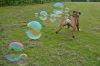 Filename : image~80.jpeg
Filesize : 244KB
Dimensions : 943x631
Date added : Aug 12, 2016 image~80.jpeg