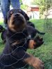 Filename : IMG_2335.jpg
Filesize : 484KB
Dimensions : 1536x2048
Date added : Oct 16, 2013 IMG_2335.jpg