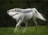 Filename : Wierdest-Animals.jpg
Filesize : 8KB
Dimensions : 262x193
Date added : Mar 27, 2015 Wierdest-Animals.jpg