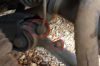 Filename : FFRR-fl-hs.jpg
Filesize : 230KB
Dimensions : 2048x1356
Date added : Mar 20, 2017 FFRR-fl-hs.jpg