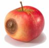 one-bad-apple-makes-the-barrel-bad-300x295.png