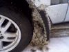 Filename : RRR.jpg
Filesize : 39KB
Dimensions : 640x480
Date added : Jan 20, 2011 RRR.jpg
