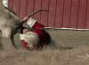 Filename : Reindeer.gif
Filesize : 976KB
Dimensions : 450x335
Date added : Dec 08, 2013 Reindeer.gif