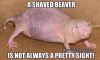 Filename : The beaver.jpg
Filesize : 48KB
Dimensions : 574x348
Date added : Mar 23, 2015 The beaver.jpg