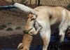 Filename : wtf-dog-photos-1.jpg
Filesize : 86KB
Dimensions : 620x446
Date added : Apr 29, 2016 wtf-dog-photos-1.jpg