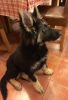 Filename : sasha.jpg
Filesize : 71KB
Dimensions : 436x640
Date added : May 04, 2016 sasha.jpg