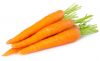 Filename : CARROTS.jpg
Filesize : 98KB
Dimensions : 885x543
Date added : Sep 27, 2015 CARROTS.jpg