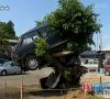 Filename : Japanese Car Tree.jpg
Filesize : 50KB
Dimensions : 382x346
Date added : Dec 04, 2015 Japanese Car Tree.jpg
