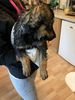 Filename : 6EE346EC-4873-4189-9DEE-C937E20824B6.jpeg
Filesize : 384KB
Dimensions : 1536x2048
Date added : Nov 14, 2019 6EE346EC-4873-4189-9DEE-C937E20824B6.jpeg