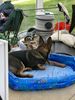 Filename : A72A00D7-6F4C-49E5-BDDC-89D9BA64094D_1_201_a.jpeg
Filesize : 455KB
Dimensions : 1536x2048
Date added : Mar 22, 2020 A72A00D7-6F4C-49E5-BDDC-89D9BA64094D_1_201_a.jpeg