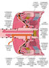 Filename : Forward Clutch diagram.jpg
Filesize : 858KB
Dimensions : 1176x1629
Date added : Feb 13, 2025 Forward Clutch diagram.jpg