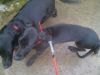 Filename : daisy2.jpg
Filesize : 443KB
Dimensions : 2048x1536
Date added : Apr 15, 2016 daisy2.jpg