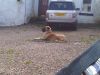 Filename : heidi.jpg
Filesize : 252KB
Dimensions : 1024x768
Date added : Mar 11, 2016 heidi.jpg
