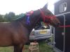 Filename : ritz 4.jpg
Filesize : 84KB
Dimensions : 960x717
Date added : Jan 01, 2016 ritz 4.jpg