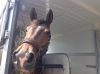 Filename : ritz 5.jpg
Filesize : 83KB
Dimensions : 960x717
Date added : Jan 01, 2016 ritz 5.jpg