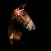 Filename : ritz.jpg
Filesize : 31KB
Dimensions : 750x750
Date added : Jan 01, 2016 ritz.jpg