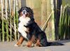 Filename : Lily004.jpg
Filesize : 518KB
Dimensions : 2048x1515
Date added : Nov 11, 2014 Lily004.jpg