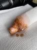 Filename : File_002.jpg
Filesize : 67KB
Dimensions : 576x768
Date added : Apr 05, 2021 File_002.jpg