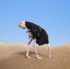 Filename : image~3.jpeg
Filesize : 95KB
Dimensions : 900x886
Date added : Jul 02, 2016 image~3.jpeg