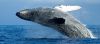 Filename : image~4.jpeg
Filesize : 213KB
Dimensions : 1080x480
Date added : Jul 02, 2016 image~4.jpeg