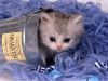 Filename : kitten 2.jpg
Filesize : 166KB
Dimensions : 1024x768
Date added : Sep 23, 2014 kitten 2.jpg