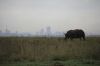 Filename : IMG_2442.jpg
Filesize : 223KB
Dimensions : 2048x1365
Date added : Nov 03, 2014 IMG_2442.jpg