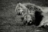 Lions Sleeping Okavanga Delta.JPG
