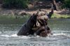 Male Hippos Fighting.JPG