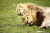 Filename : _MG_1544.jpg
Filesize : 533KB
Dimensions : 2048x1365
Date added : Nov 03, 2014 _MG_1544.jpg