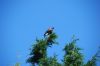 Filename : DSC_0075.JPG
Filesize : 271KB
Dimensions : 2048x1370
Date added : Jun 26, 2018 DSC_0075.JPG