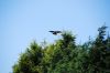 Filename : DSC_0088.JPG
Filesize : 348KB
Dimensions : 2048x1370
Date added : Jun 26, 2018 DSC_0088.JPG