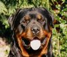 Filename : Percy copy.jpg
Filesize : 150KB
Dimensions : 825x701
Date added : Nov 08, 2019 Percy copy.jpg