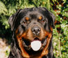 Filename : Percy.jpg
Filesize : 188KB
Dimensions : 825x701
Date added : Nov 17, 2020 Percy.jpg