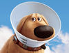 Filename : doug-from-up~0.jpg
Filesize : 99KB
Dimensions : 630x480
Date added : Feb 13, 2019 doug-from-up~0.jpg