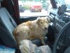 Filename : Ben in Land Rover at Matfords 2.jpg
Filesize : 347KB
Dimensions : 1600x1200
Date added : Nov 11, 2014 Ben in Land Rover at Matfords 2.jpg