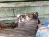 Filename : IMG_6182.JPG
Filesize : 412KB
Dimensions : 2048x1536
Date added : May 03, 2017 IMG_6182.JPG