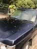 Filename : IMG_0597.jpeg
Filesize : 570KB
Dimensions : 1536x2048
Date added : Jun 25, 2019 IMG_0597.jpeg