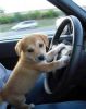 undertaker_s new driver.jpg
