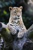 Filename : cheetah.jpg
Filesize : 323KB
Dimensions : 667x1000
Date added : Sep 30, 2014 cheetah.jpg