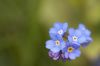 Filename : flower.jpg
Filesize : 93KB
Dimensions : 1000x667
Date added : Sep 30, 2014 flower.jpg
