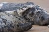 Filename : seal.jpg
Filesize : 228KB
Dimensions : 1000x667
Date added : Sep 30, 2014 seal.jpg