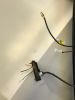 Filename : IMG_2214.jpg
Filesize : 378KB
Dimensions : 1512x2016
Date added : Oct 30, 2017 IMG_2214.jpg