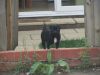 Filename : use3.JPG
Filesize : 437KB
Dimensions : 2048x1536
Date added : Aug 16, 2015 use3.JPG