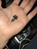 Filename : IMG_0073.JPG
Filesize : 228KB
Dimensions : 1536x2048
Date added : Jul 18, 2017 IMG_0073.JPG