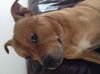 Filename : dog.JPG
Filesize : 61KB
Dimensions : 700x522
Date added : Jan 01, 2017 dog.JPG