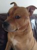 Filename : dog~0.JPG
Filesize : 59KB
Dimensions : 522x700
Date added : Jan 01, 2017 dog~0.JPG