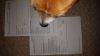 IMG-20161123-WA0016.jpeg
